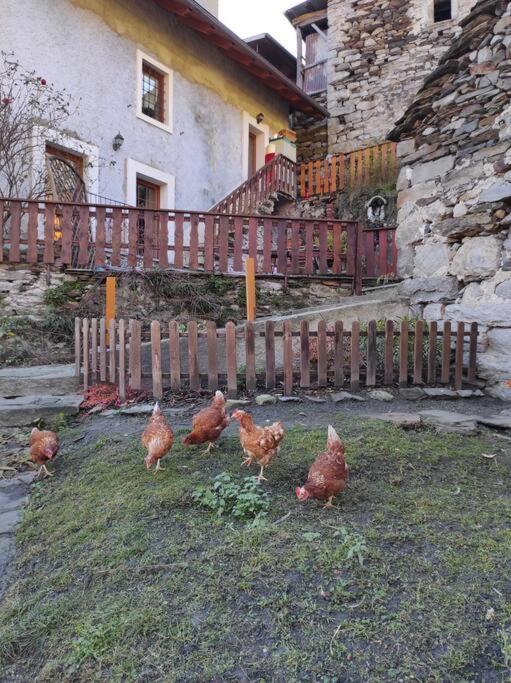 Casa Del Cios Calda E Intima Casetta Immersa Nel Verde Delle Montagne Alpe Basciumo Exterior photo